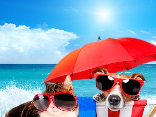 Holidays with your pet Magic Villa Benidorm Hotel Benidorm Holidays with your pet Magic Villa Benidorm Hotel Benidorm