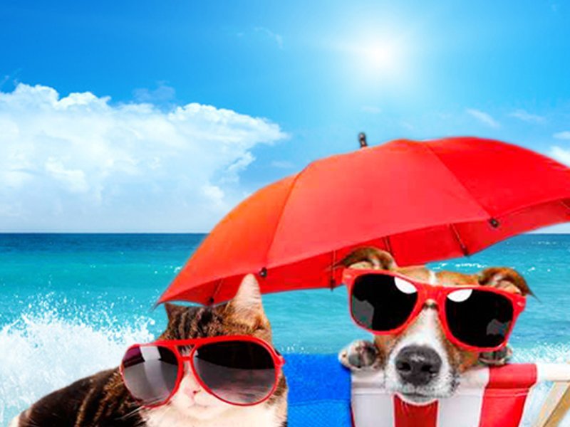 Holidays with your pet Magic Villa Benidorm Hotel Benidorm Holidays with your pet Magic Villa Benidorm Hotel Benidorm